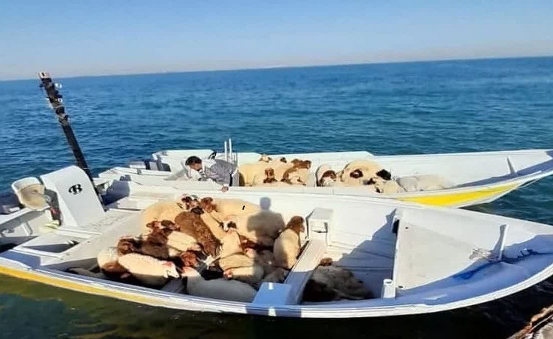 محموله ۵ میلیاردی دام قاچاق در تسخیر مأموران فراجای قشم/ ۵۲ رأس گوسفند قاچاق کشف شد