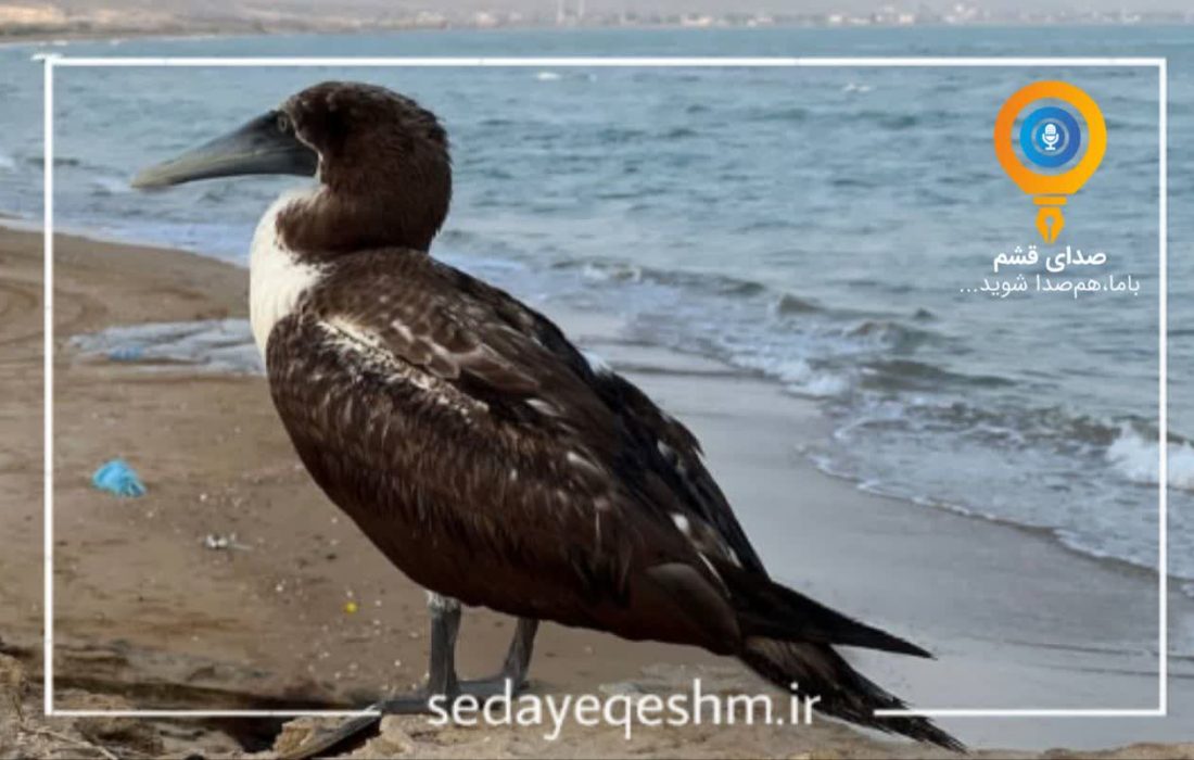 یک اتفاق نادر در خلیج فارس/ مشاهده پرنده «بوبی نقابدار» در سواحل قشم